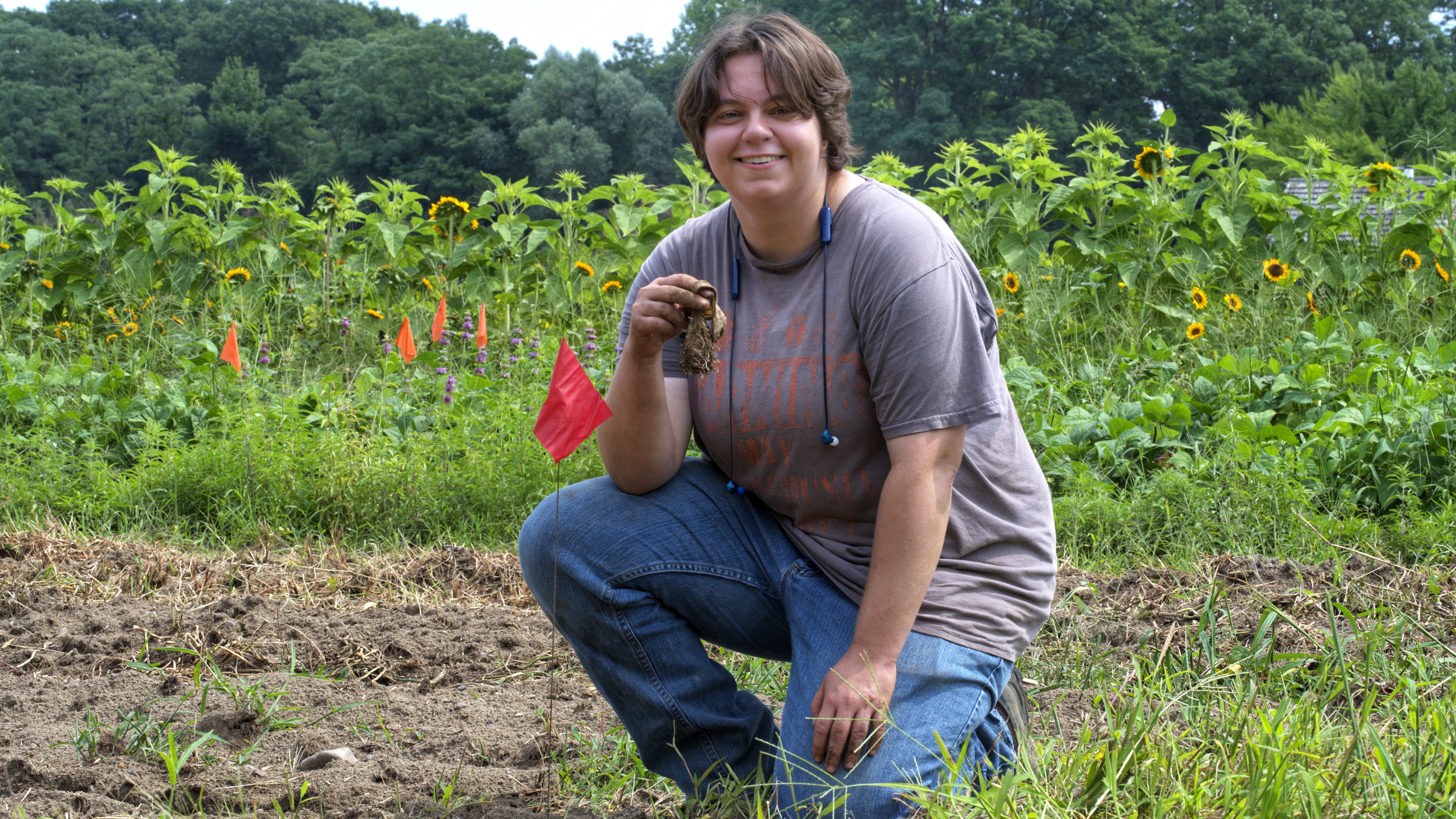 Kit Eller | Collecting wireworm traps — Summer 2024